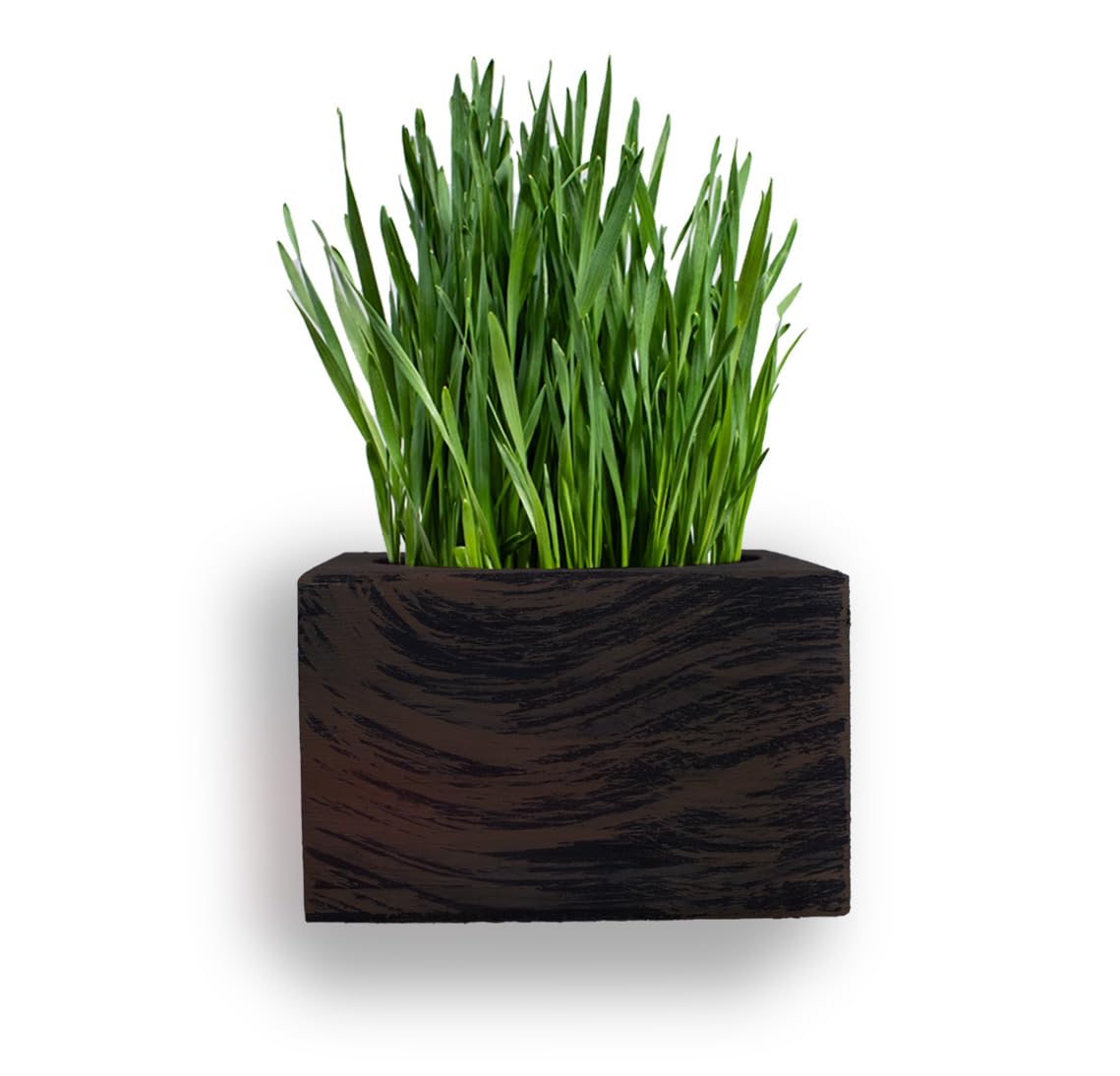 Organic Cat Grass Kit with Interactive Fish Toy Q7964