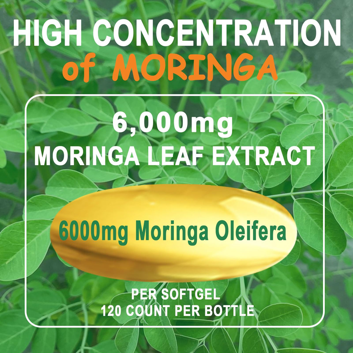 Organic Moringa Oleifera Softgels V290436