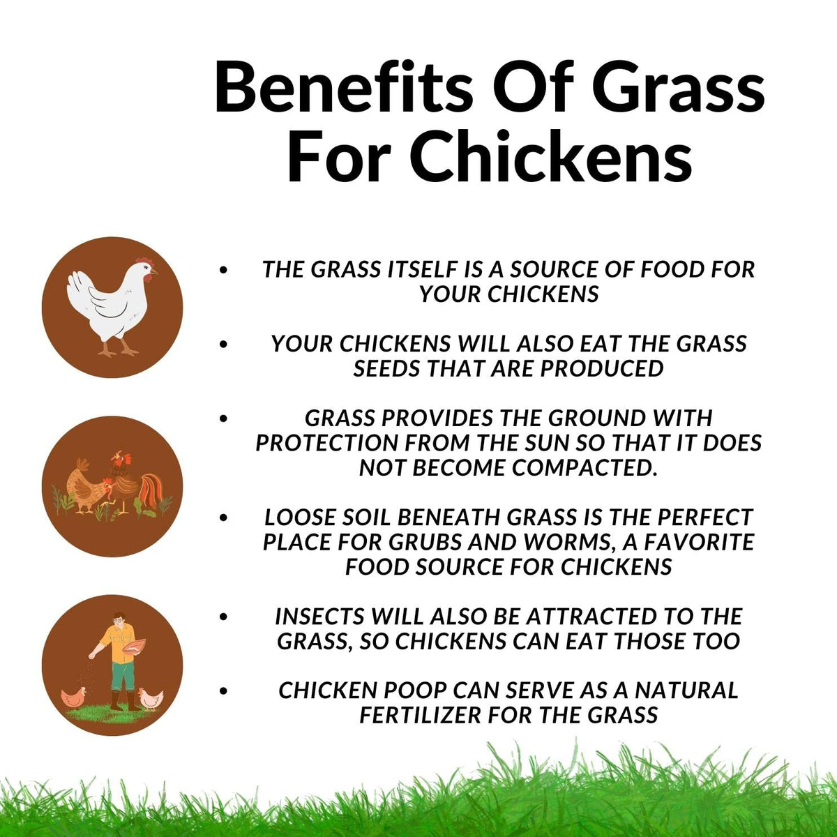 Chicken Grass Grow Kit 3 Pack Refill Kit S566