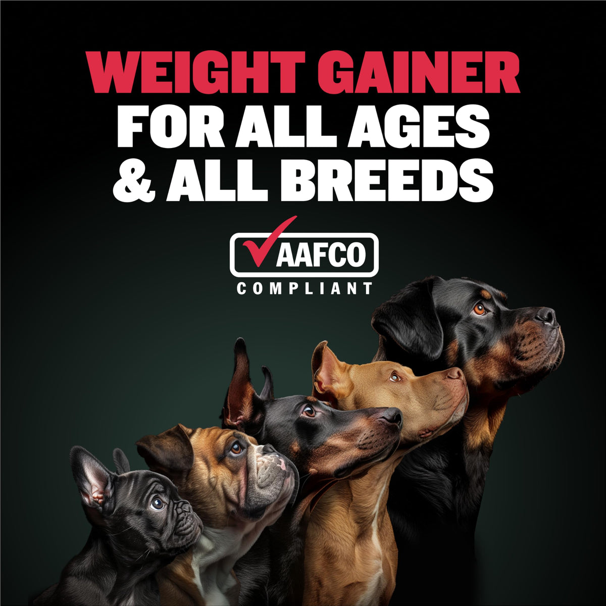 Dog Muscle & Weight Gain Liquid Bundle B86563