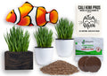 Organic Cat Grass Kit with Interactive Fish Toy Q7964