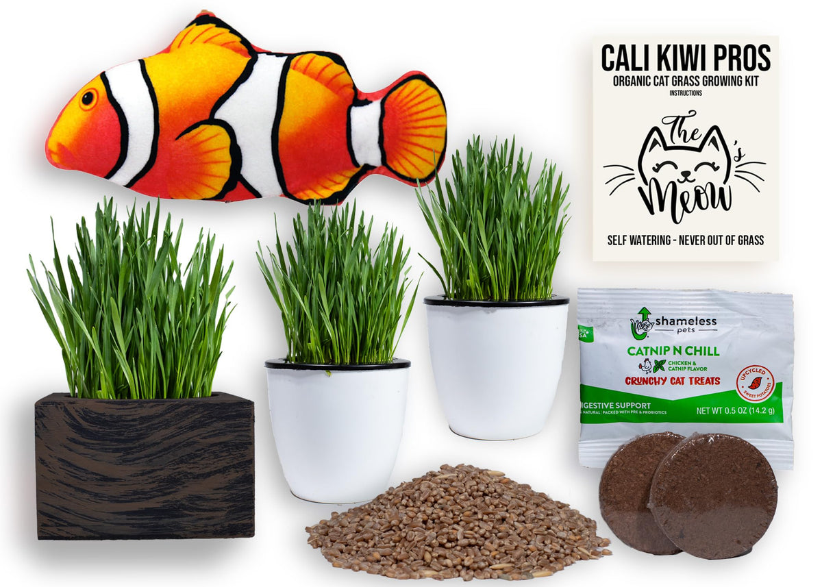 Organic Cat Grass Kit with Interactive Fish Toy Q7964