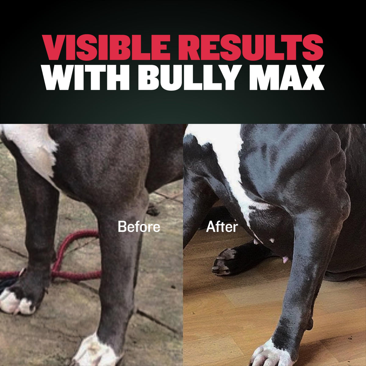 Dog Muscle & Weight Gain Liquid Bundle B86563